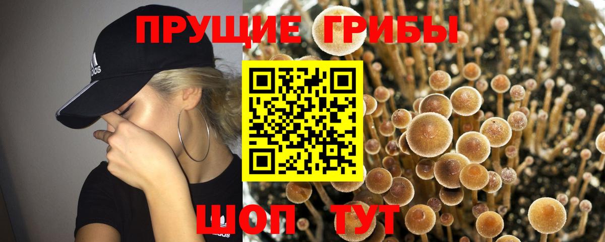 Галлюциногенные грибы Psilocybe  Вход с VPN  Галлюциногенные грибы Cubensis  Новошахтинск 